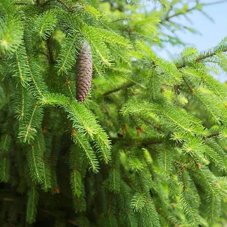 0660-toftlund-vestskoven-8 Casa de Férias *